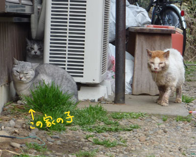 ����ڋ߂Ŗ��f��