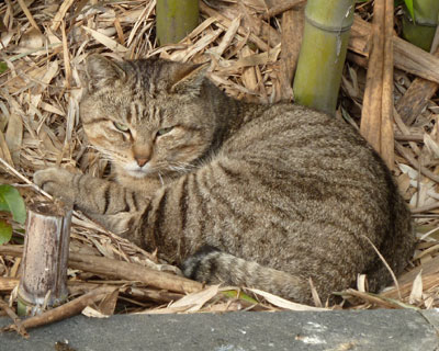 ���Ȃ�s�@������