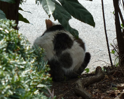 �M�Ɋۂ����̂𔭌�