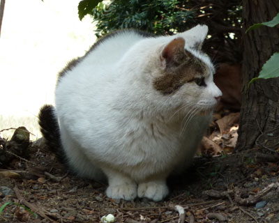 �O���猩�Ă��ۂ�����