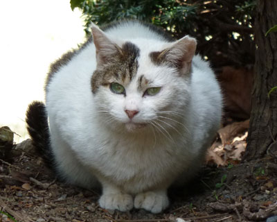 �肪���킢��