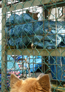 �Ȃ񂩉��ɒ��F���̂���H