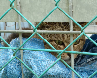 �����Ď�