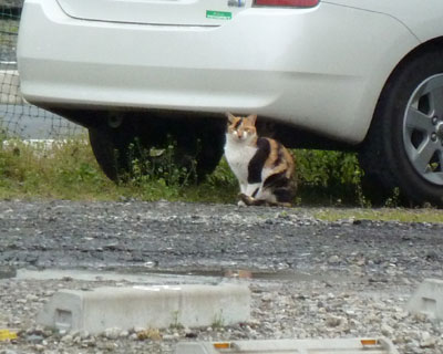 �������猩�Ă�