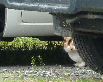 �������������Ă݂�