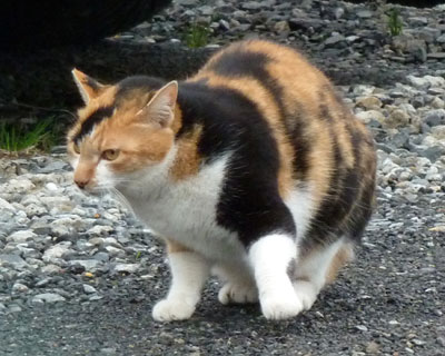 �Ƃ��ǂ��B���