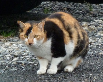 ���H�܂ŏo�Ă��Č������Ă��ꂽ