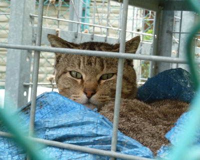 ���������C�ɓ���炵��