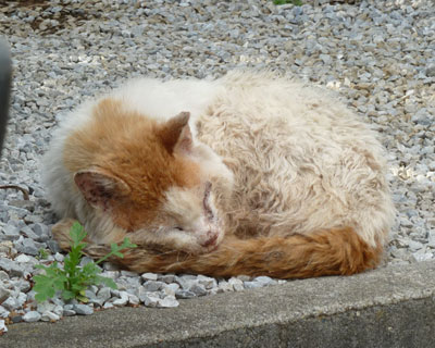 �v���Ԃ�̉��炿���