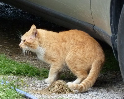 �Ȃɂ��ɋ�����