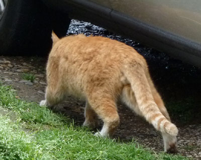 �����Ɨ�������