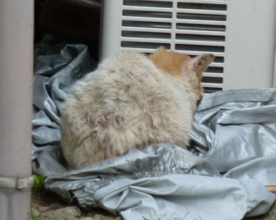 �ӊO�ɉ����Ȃ������Ǝv������