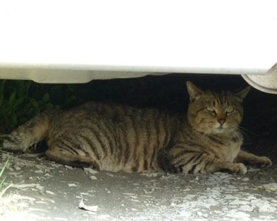 �ď�݂͂�ȓ��A�ňÂ�