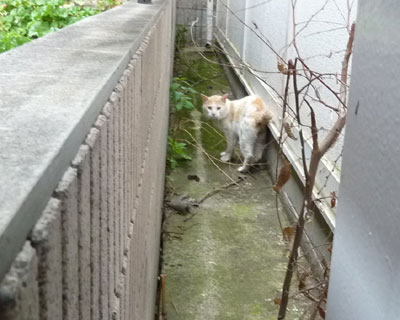 �����̌��Ԃɓ�����