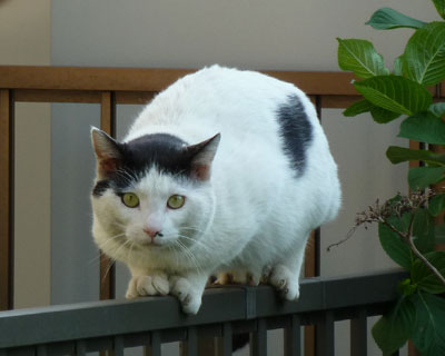 �l�ɂт�����