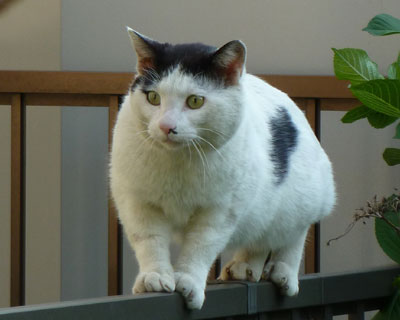 ���ɂɂ�����