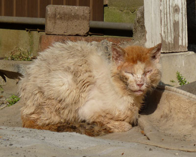 ���낻�냄�o�������H