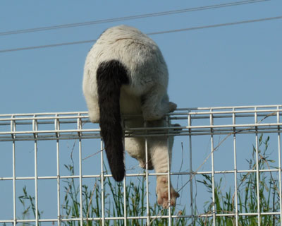 �������E�E�E�Ƃ��肩����