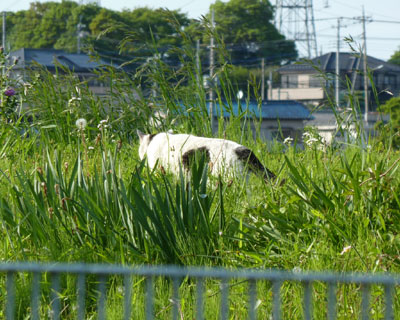 ���̓y��ɂ���Ă��񂸂񉓂�����