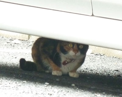 ���̂ւ�͔Z���ȎO�т�����