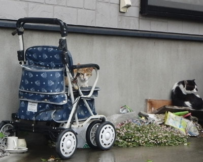 �˂����Q�C�Ǝv��������