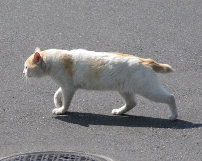 �������̒��ԏ�����؂�