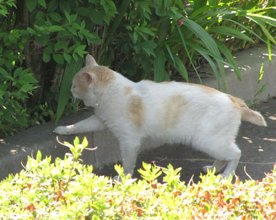 �Ă͖؉A�����