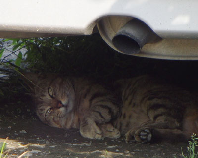 �n�����Ă����炵��