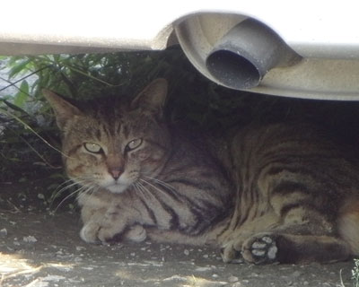 �ז�����ē{�����݂���