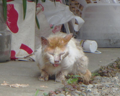 ���̉Ă͉z���Ȃ�����