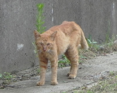 ������݂ɑ������q