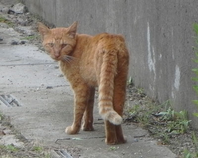 �ł������Ȃ�