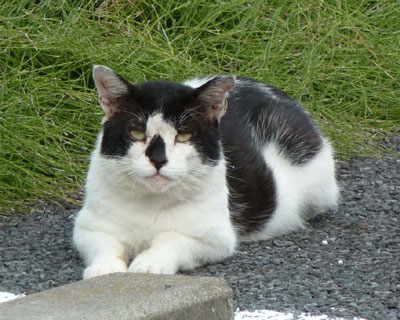 �t�F���X�z���ŗ��������Ă��^�k����