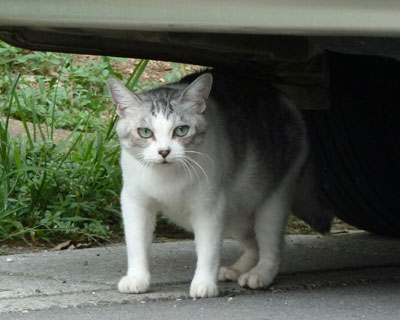 ���Ԃ񓐂ݐH���̉Ƃ̎��q