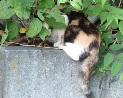 �Ȃ����L�͓�����r���ł����܂�