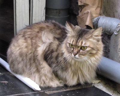 �����ɂ͘H��ɂ���ȍ��؂Ȃ̂�����