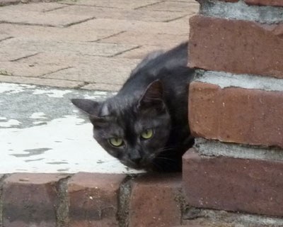 �嗝�΂��ۂ��q