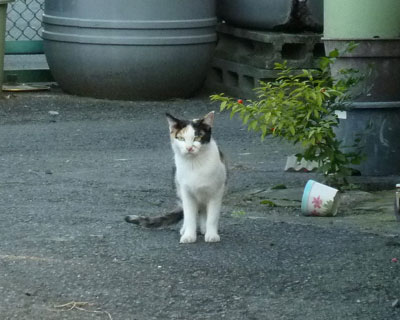 �O�ѕꂳ���