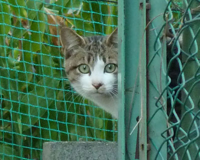 �������猩�Ă��q