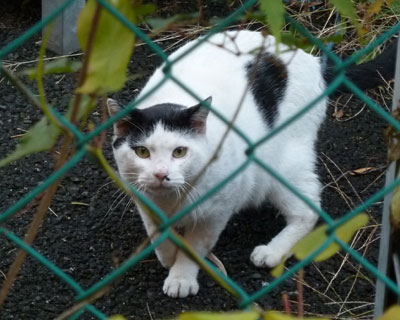 ���������͌�������