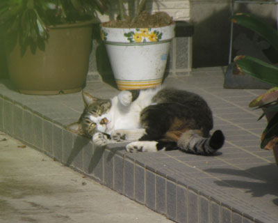 �����̂ŋC�ɂ��Ȃ�