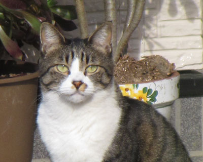 ������񂱂̉Ƃ̎q����Ȃ�