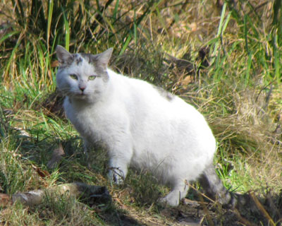 ���ɓ�������