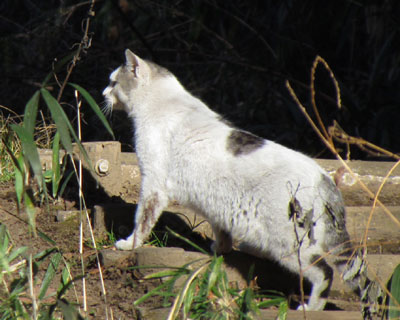 �L�тĂ�����