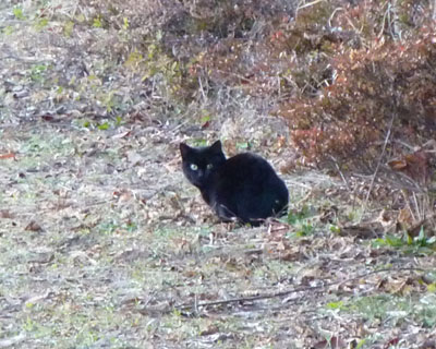 �����ł���܂�