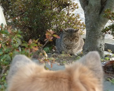 ���ڂłɂ�܂ꂽ����