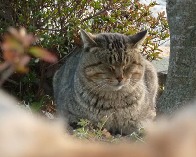 ���C�ɕ�����