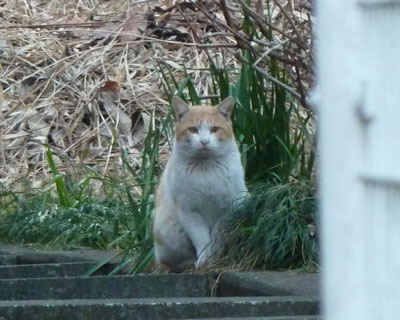 �R���b�Ƃ����q