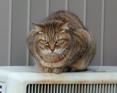 �˂��͎��O�@���D��