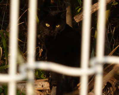 �w�i�ɂ܂���鍕�˂������